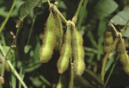 Soybean